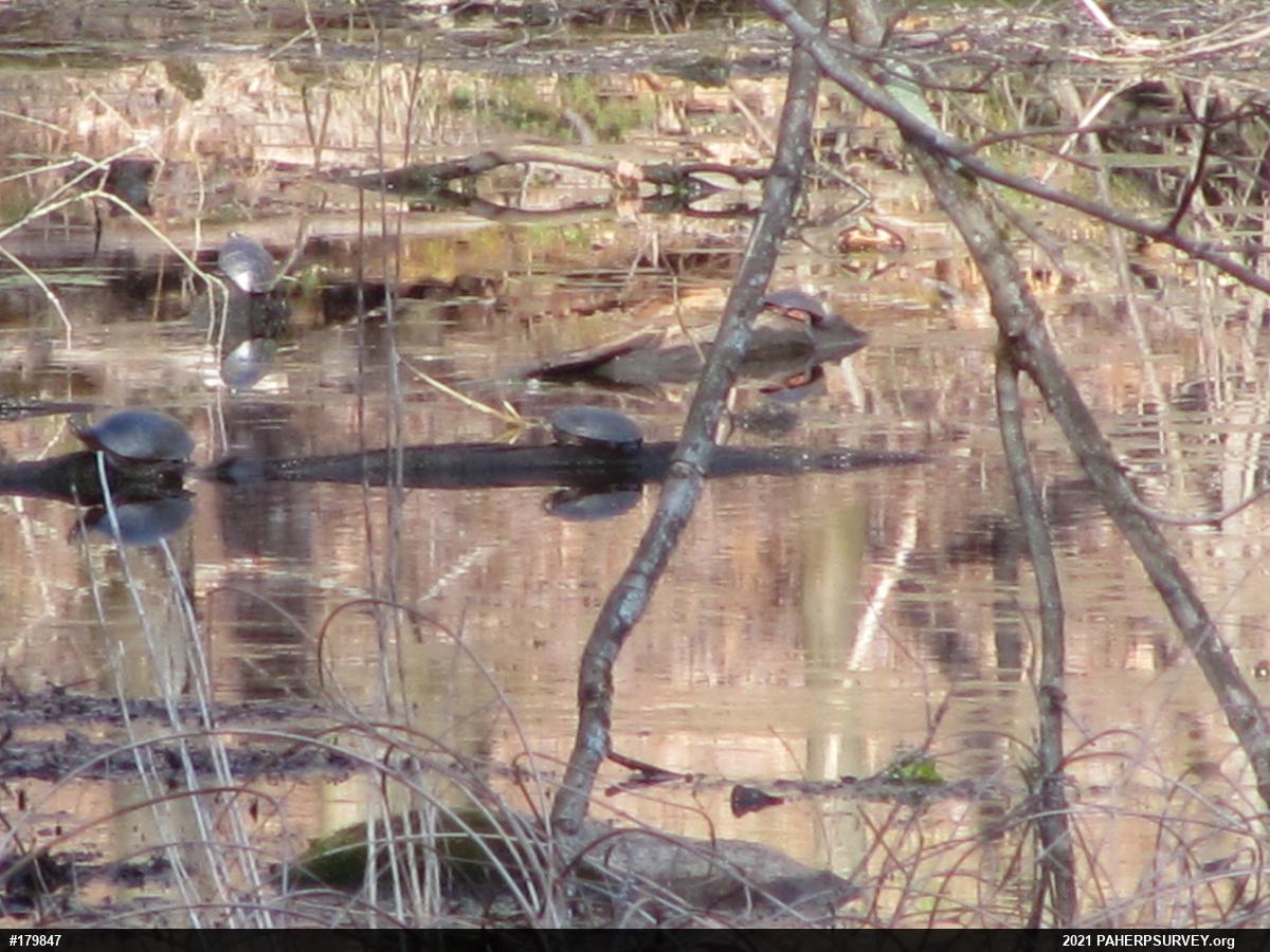 Painted Turtle