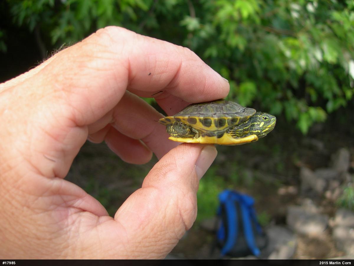 Red-eared Slider