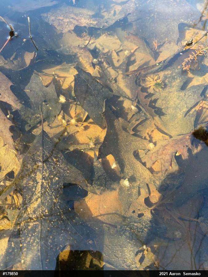 Mole Salamanders
