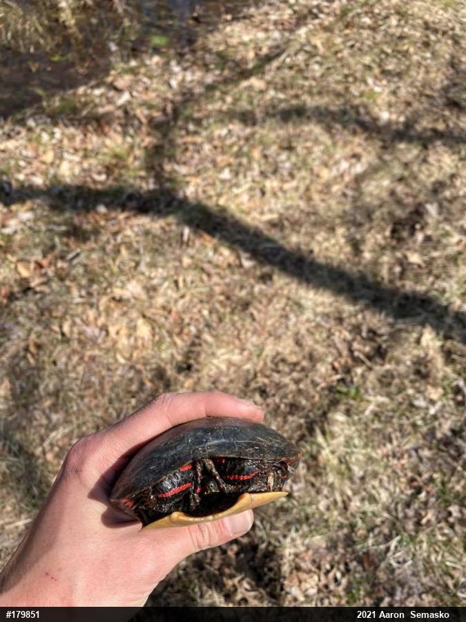 Painted Turtle