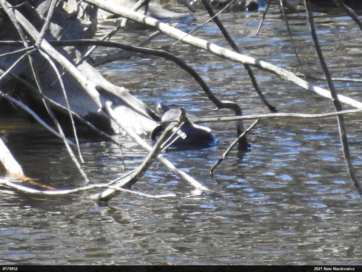 Painted Turtle