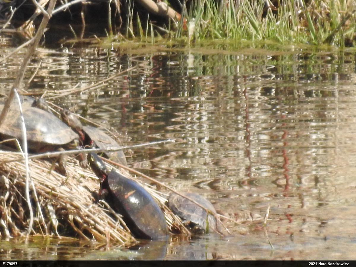 Painted Turtle