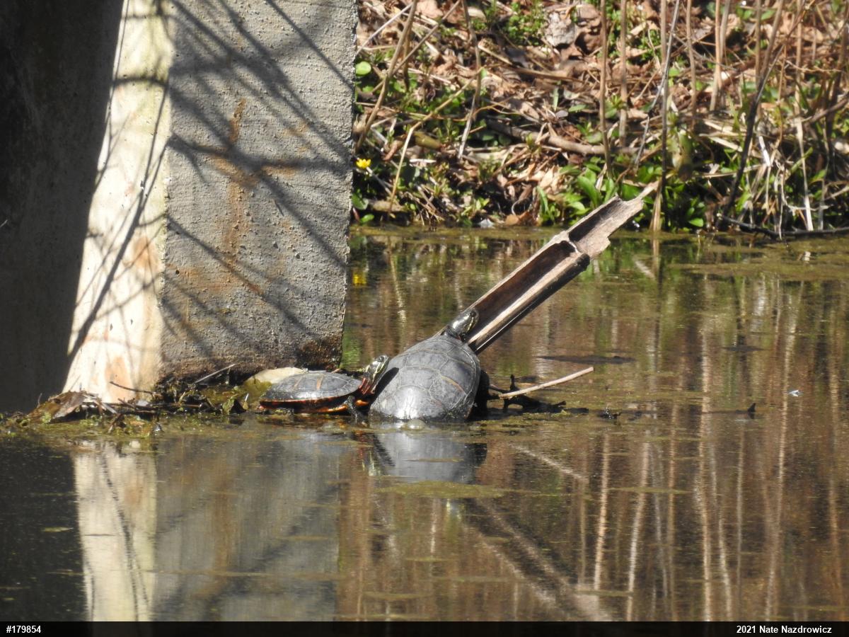 Eastern Painted Turtle