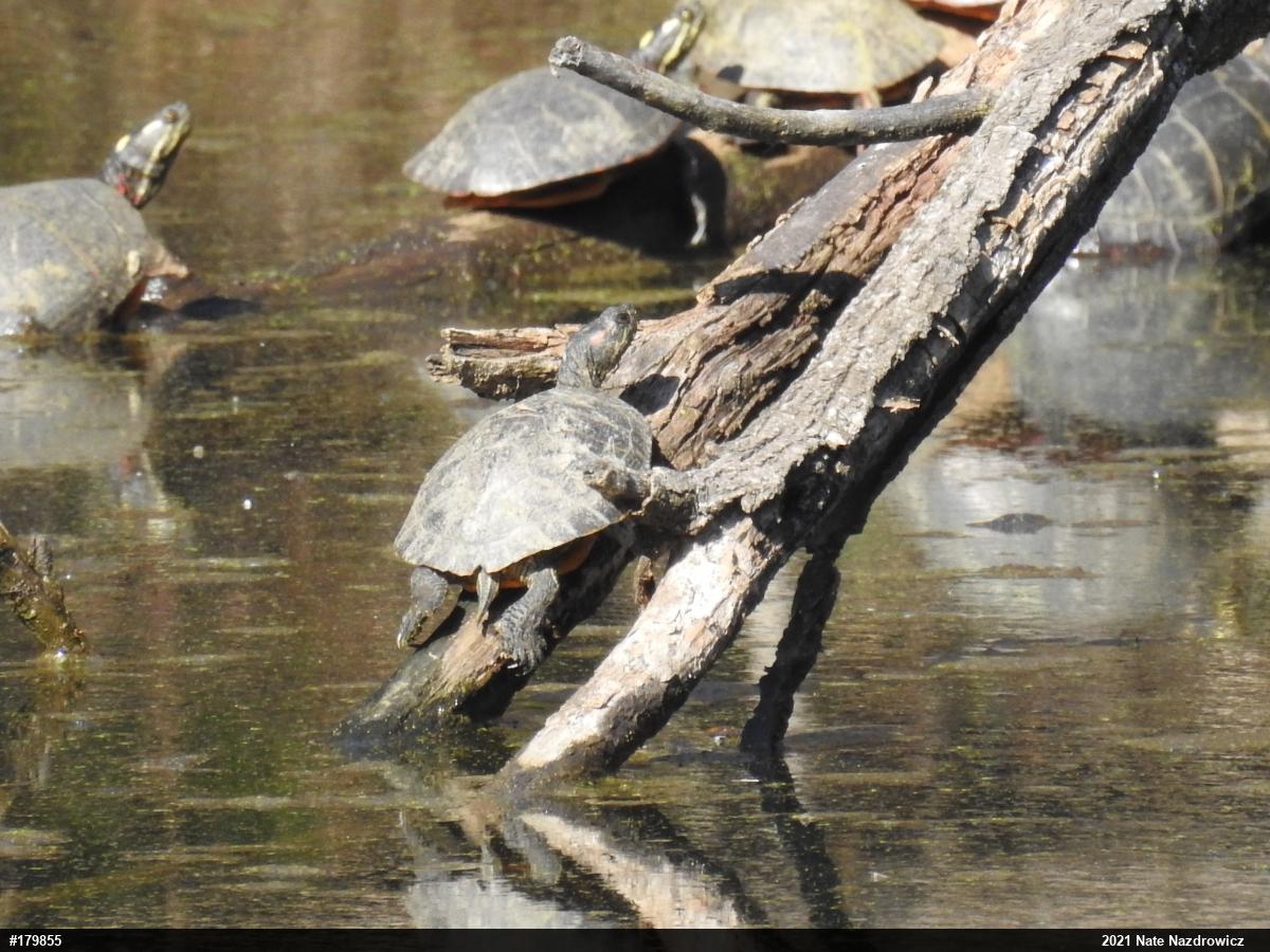 Red-eared Slider