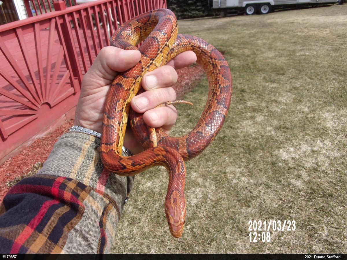 Rat Snakes