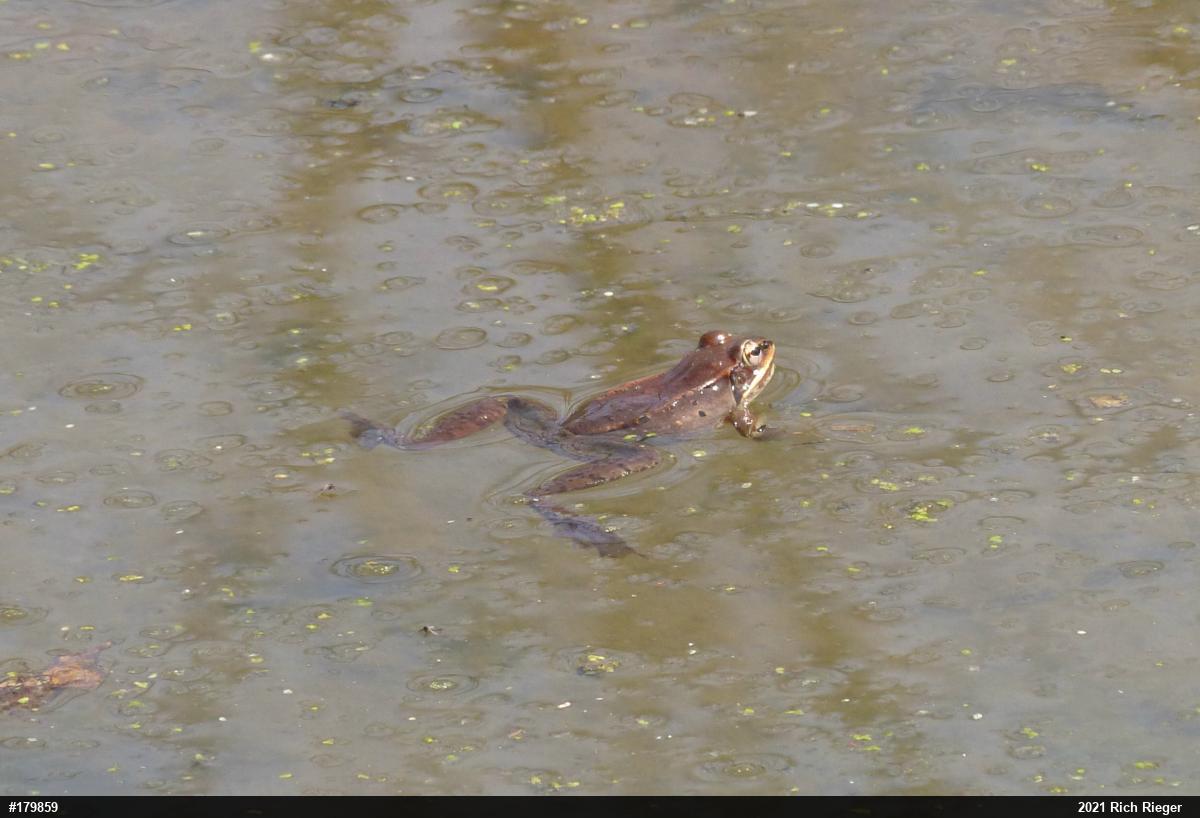 Wood Frog
