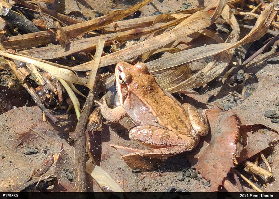 Wood Frog