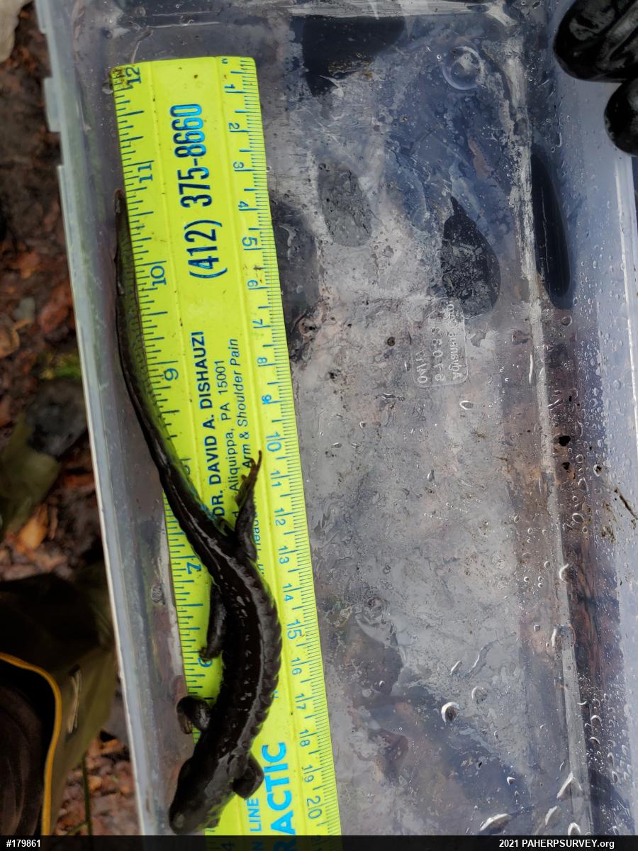 Jefferson Salamander