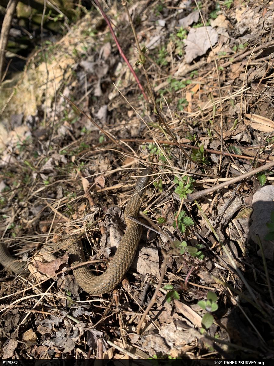Queensnake