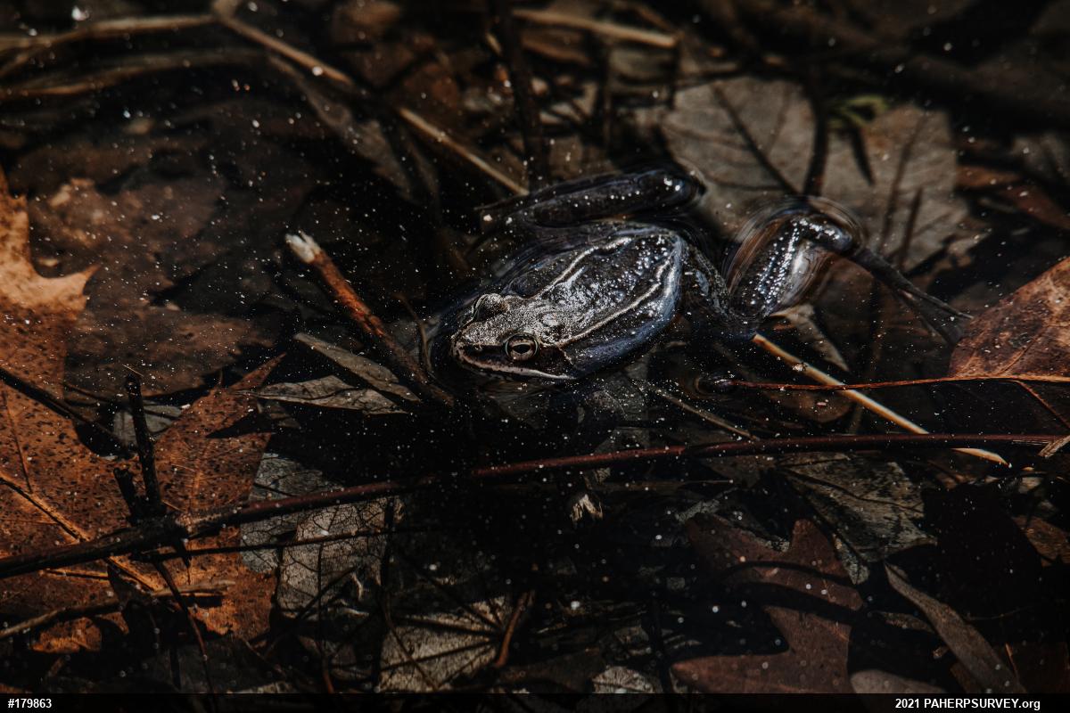 Wood Frog