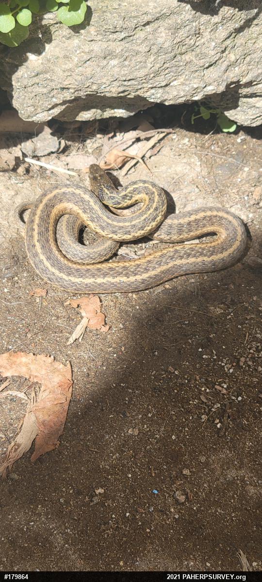 Eastern Gartersnake