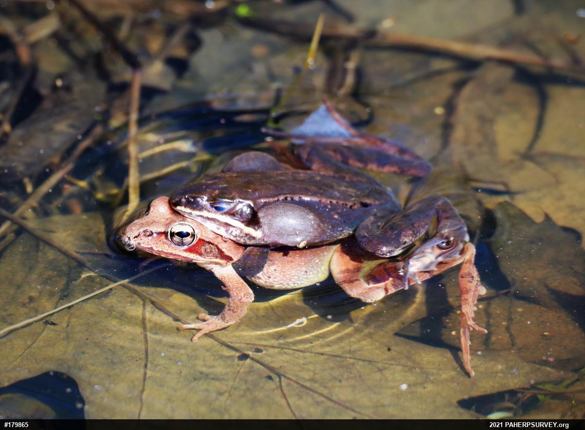Wood Frog