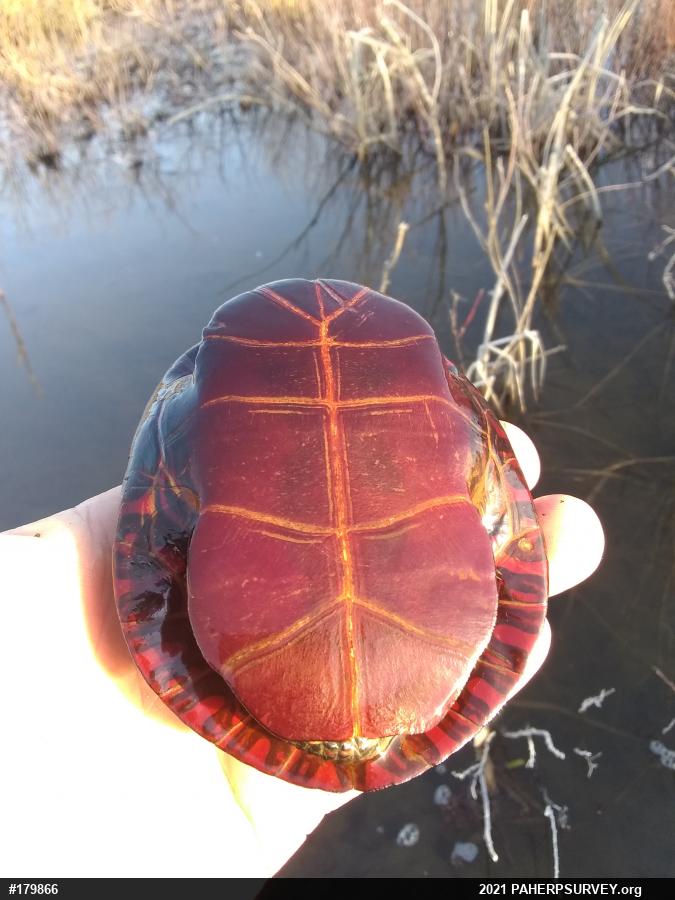 Eastern Painted Turtle