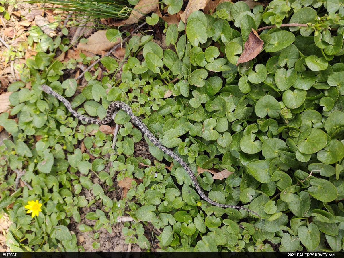 Eastern Ratsnake