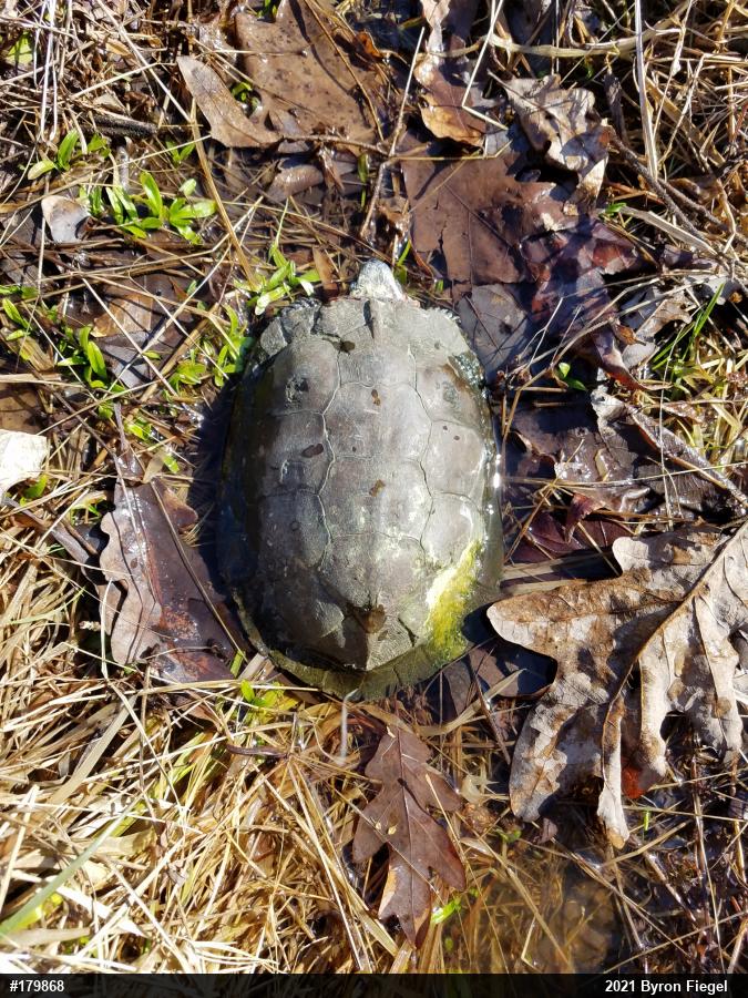 Wood Turtle