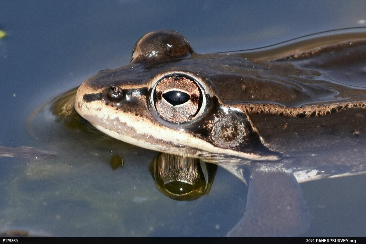 Wood Frog