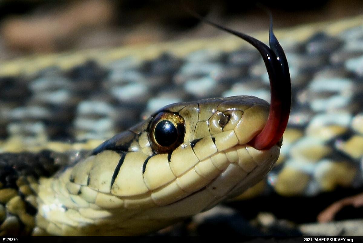 Eastern Gartersnake