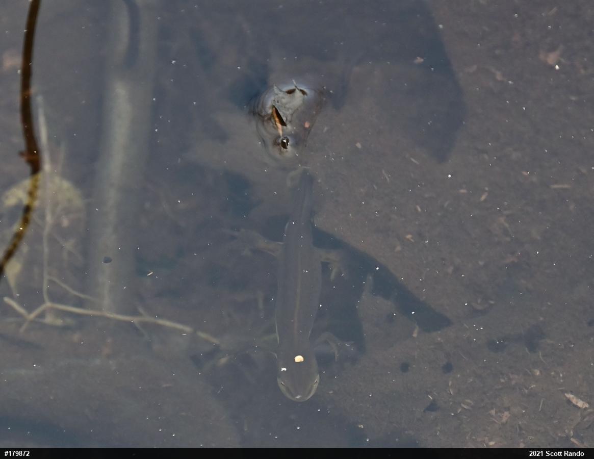 Red-spotted Newt