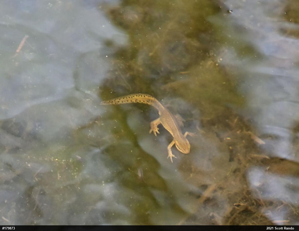 Red-spotted Newt