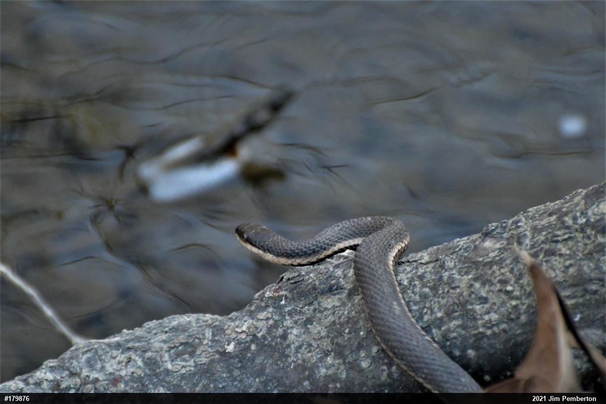 Queensnake