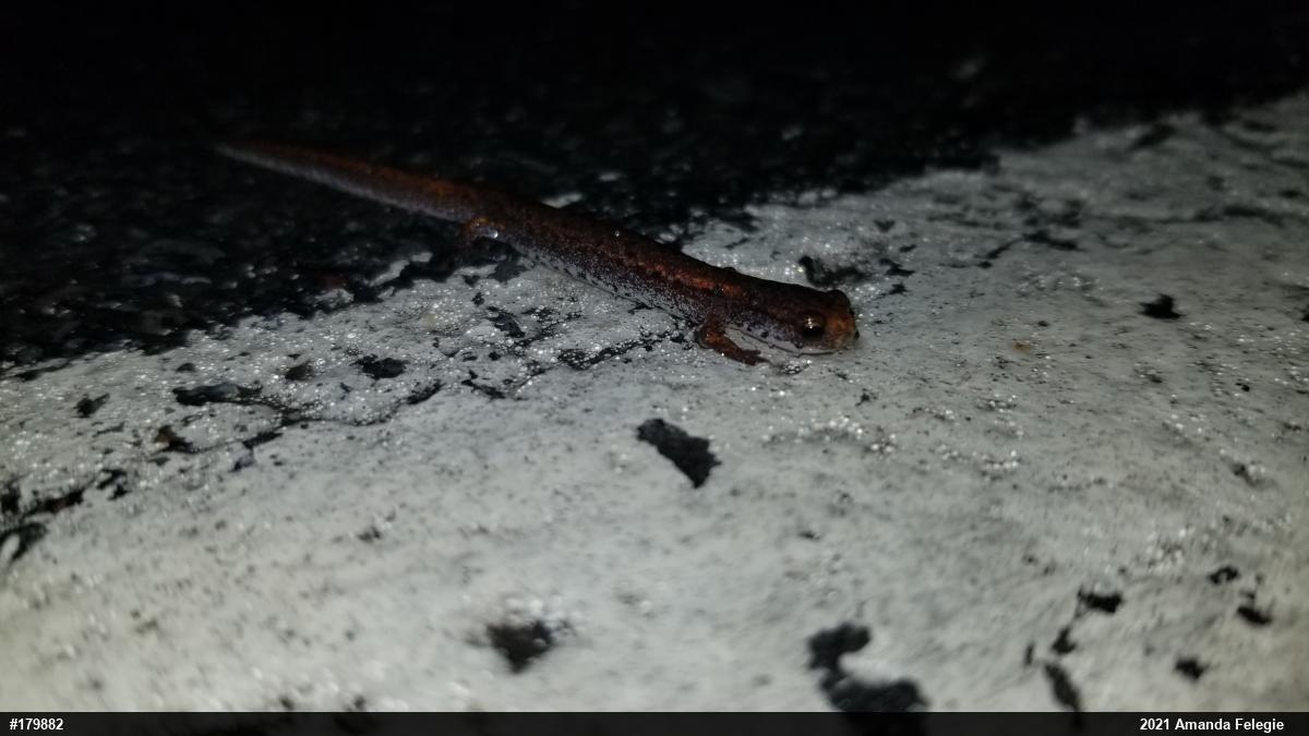 Four-toed Salamander