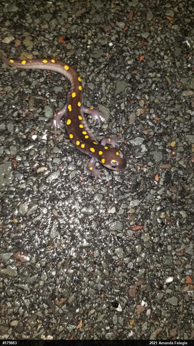 Spotted Salamander
