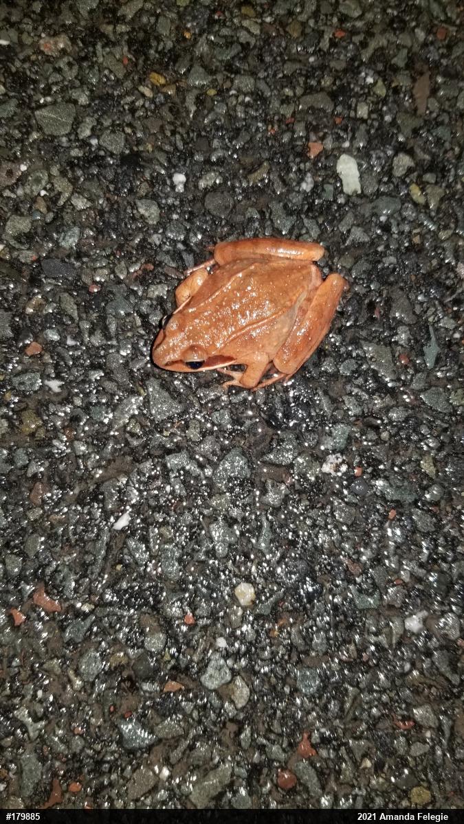 Wood Frog