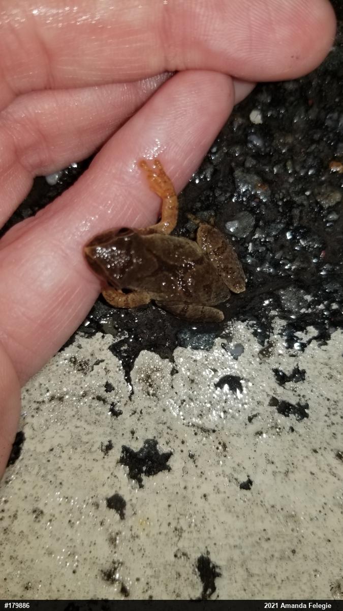 Spring Peeper
