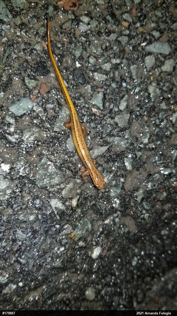 Northern Two-lined Salamander