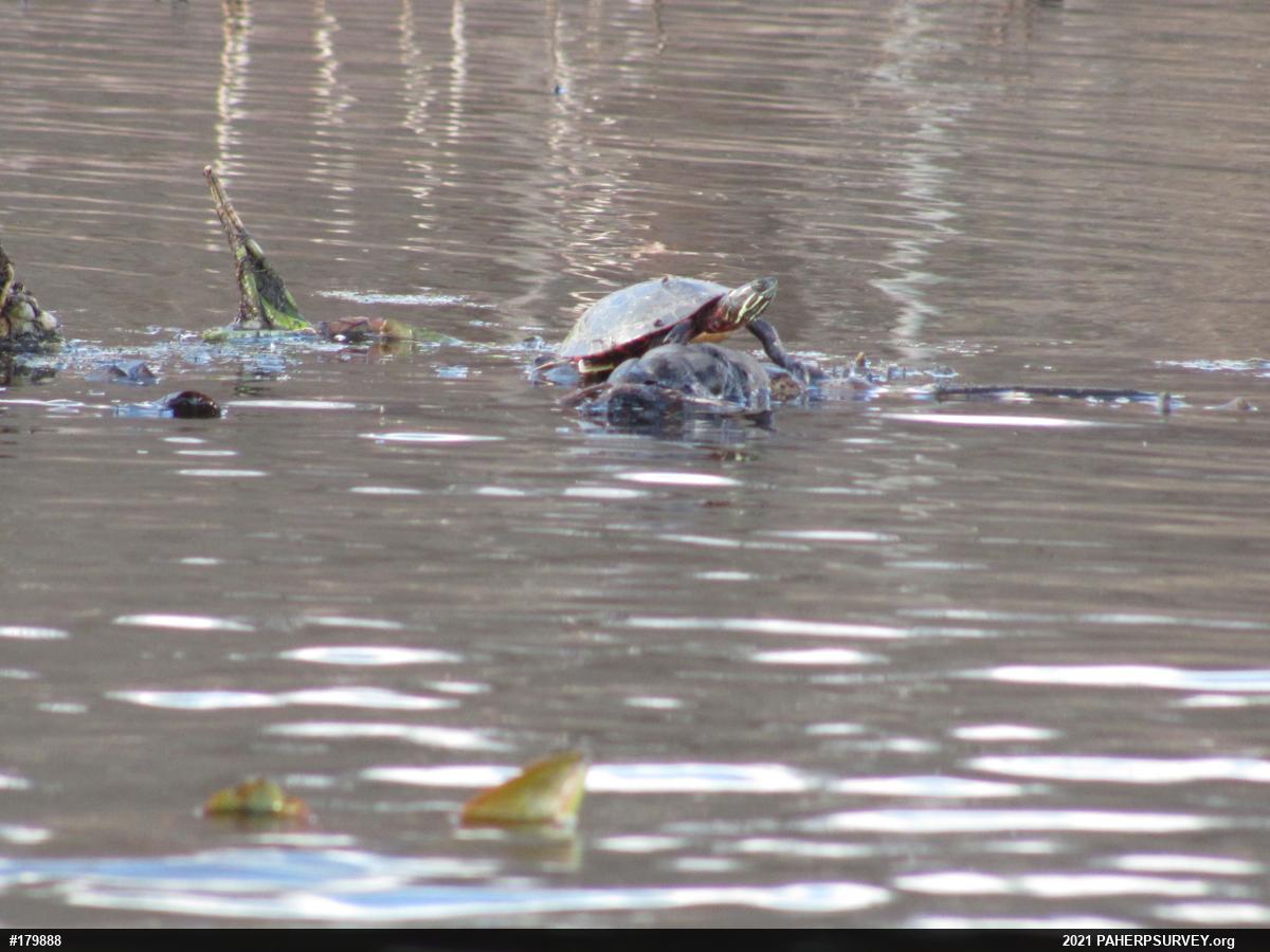 Painted Turtle