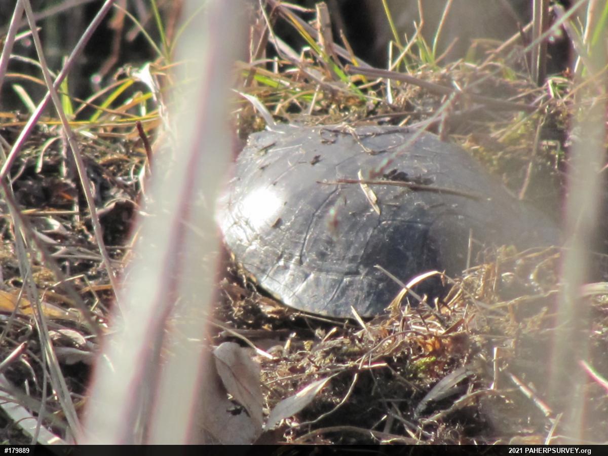 Midland Painted Turtle