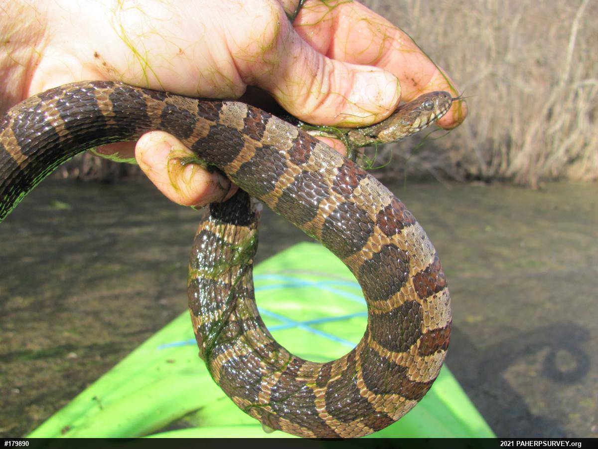 Northern Watersnake