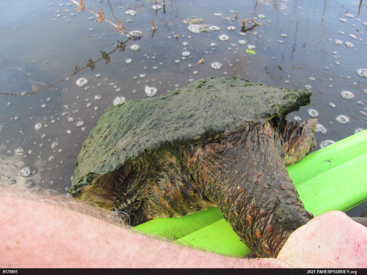 Snapping Turtle