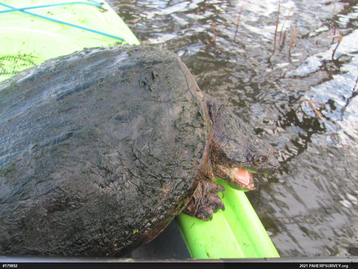 Snapping Turtle