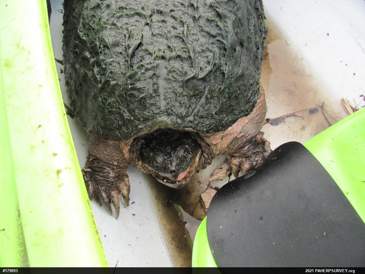 Snapping Turtle