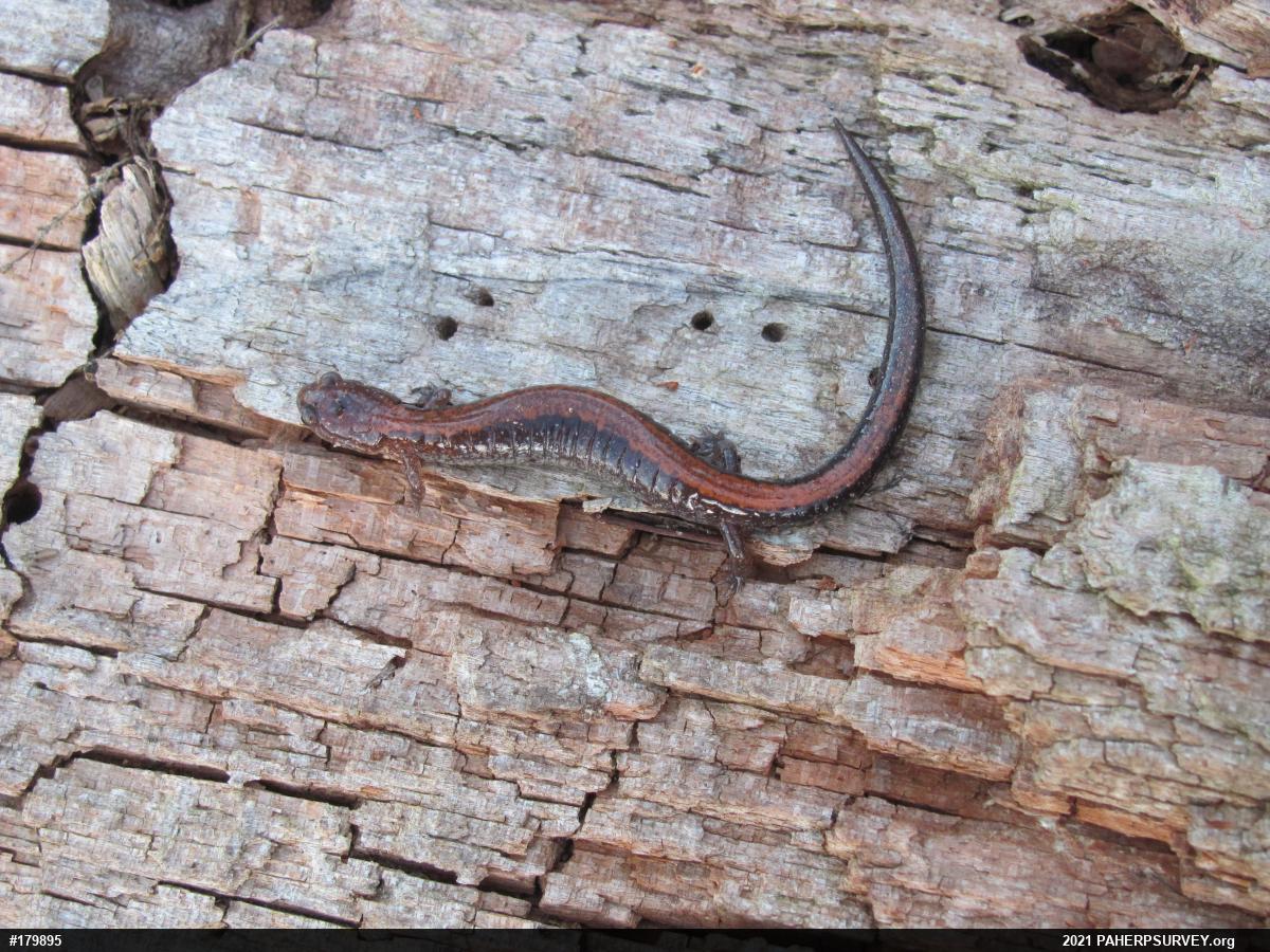 Eastern Red-backed  Salamander
