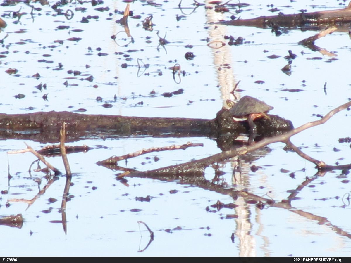 Painted Turtle