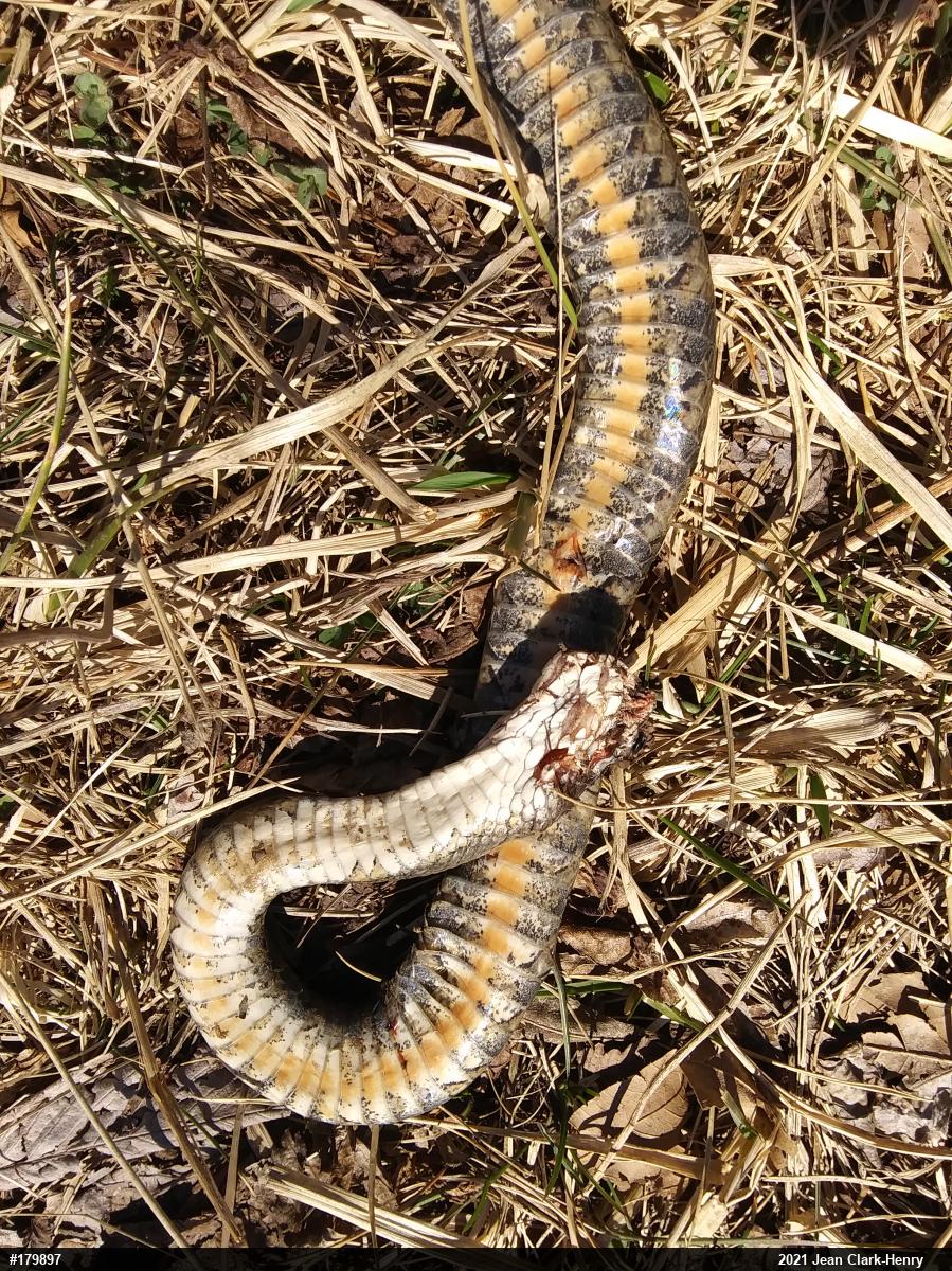 Northern Watersnake
