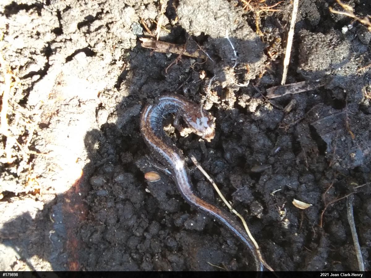 Eastern Red-backed  Salamander