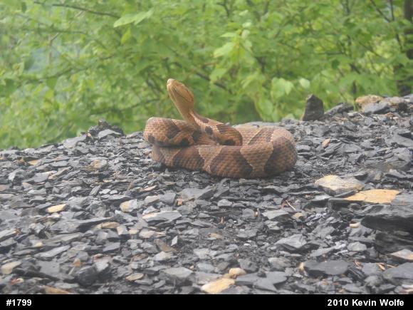 Northern Copperhead