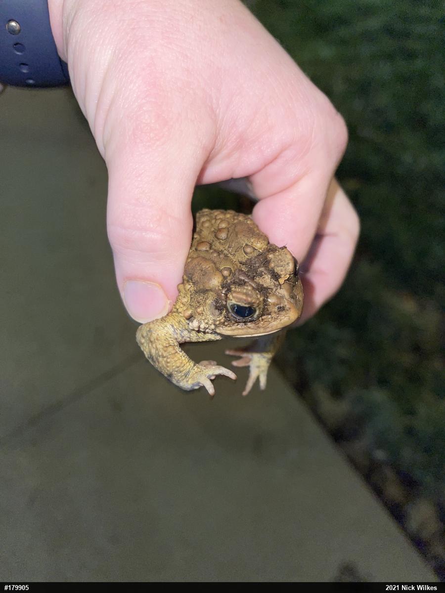 Eastern American Toad