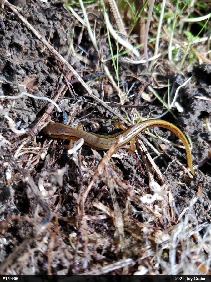 Northern Two-lined Salamander