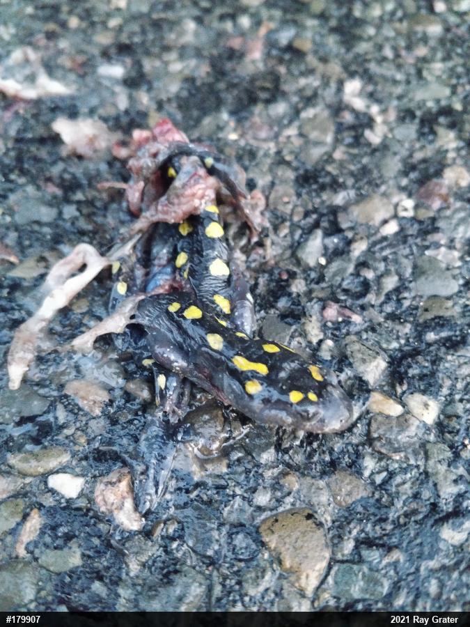 Spotted Salamander