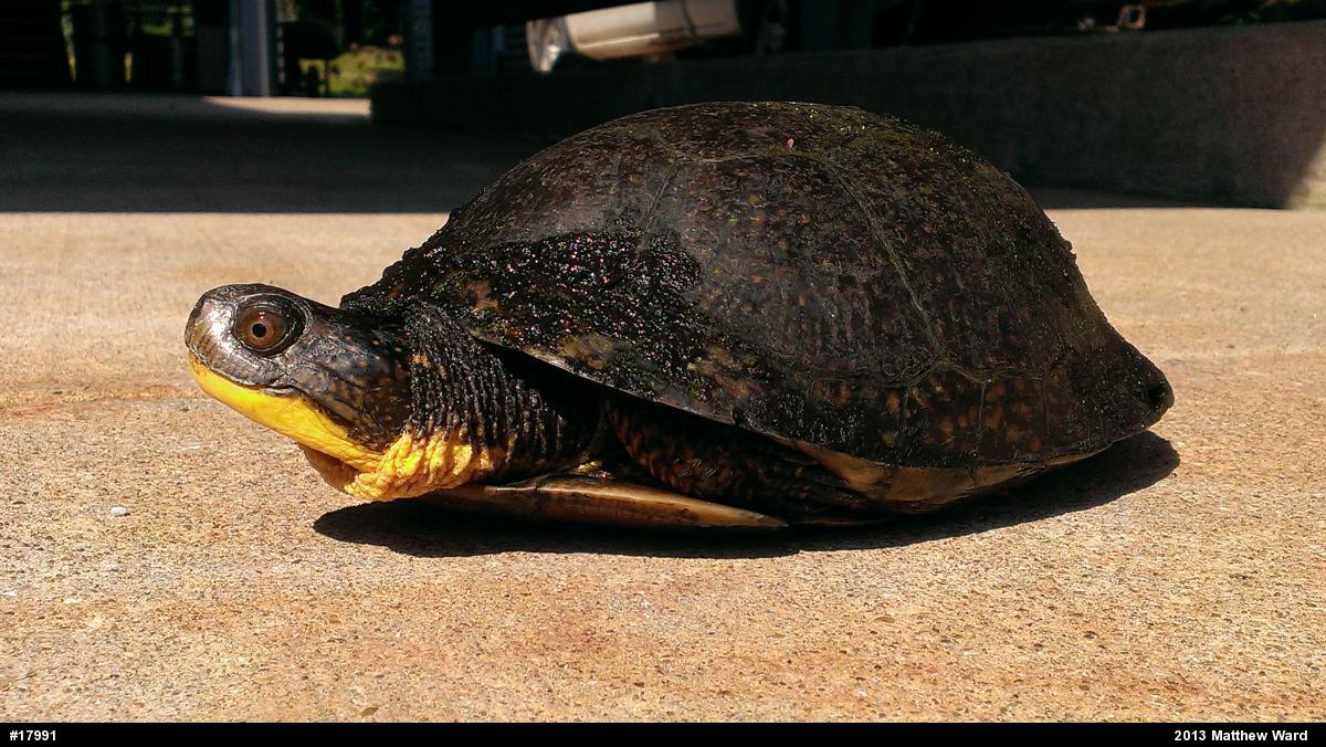 Blanding's Turtle