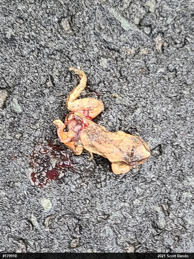 Spring Peeper