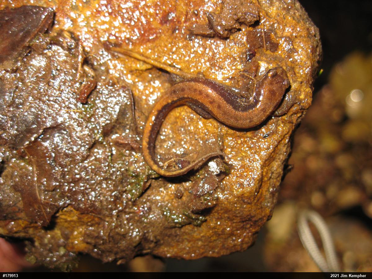 Allegheny Mountain Dusky Salamander