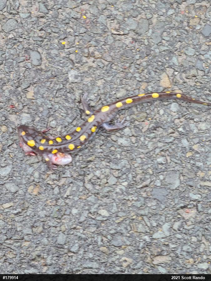 Spotted Salamander