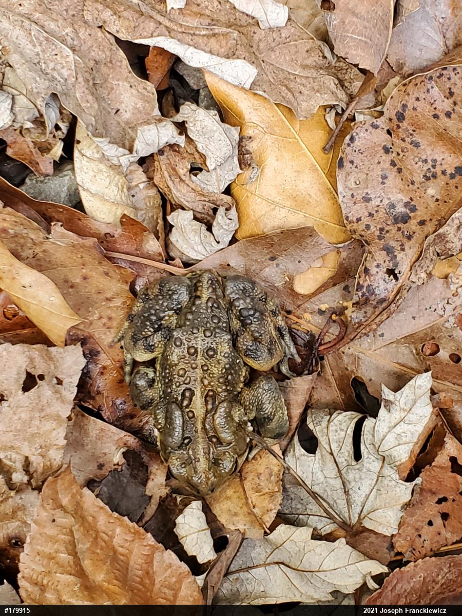 Eastern American Toad