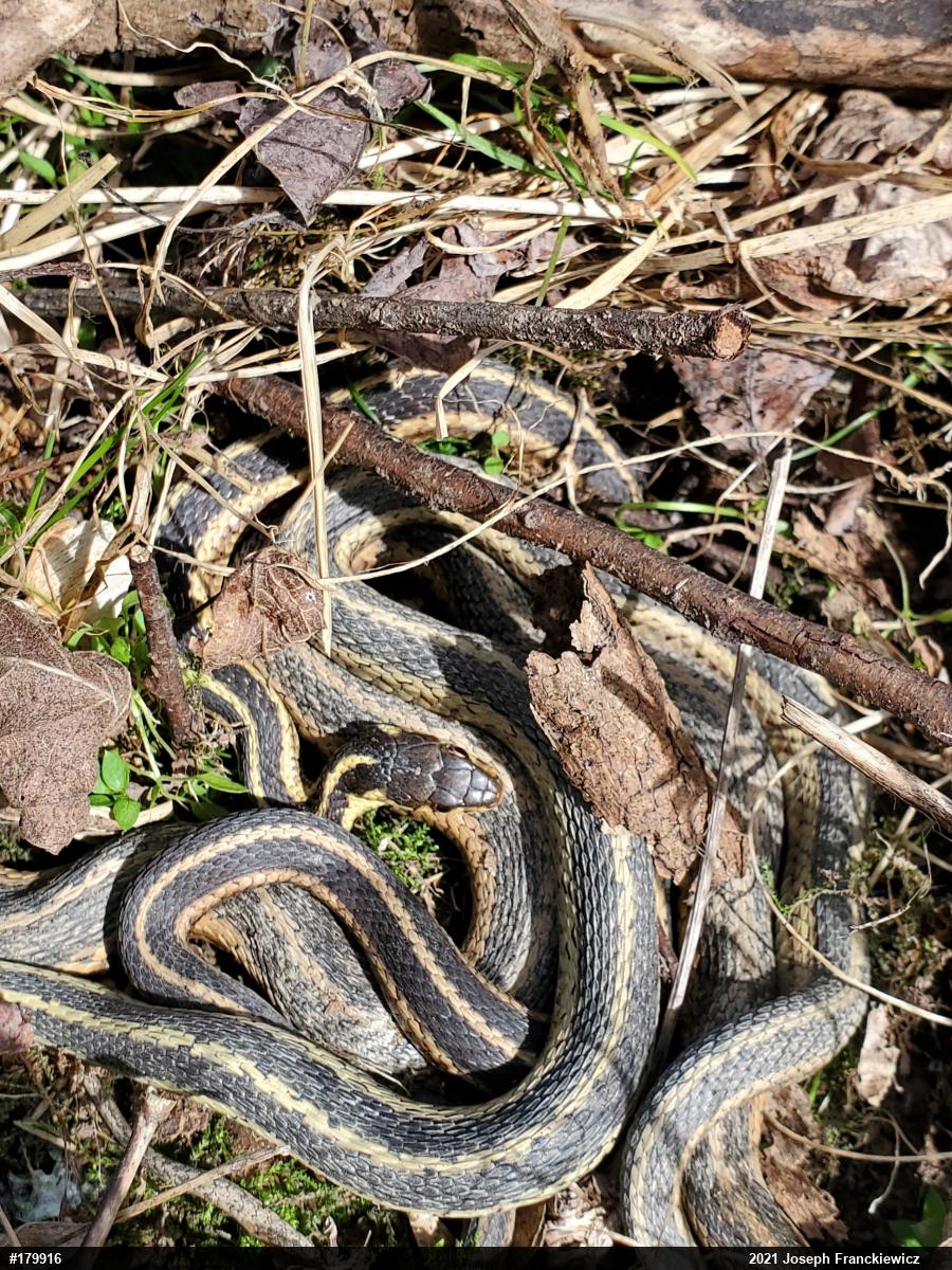 Eastern Gartersnake