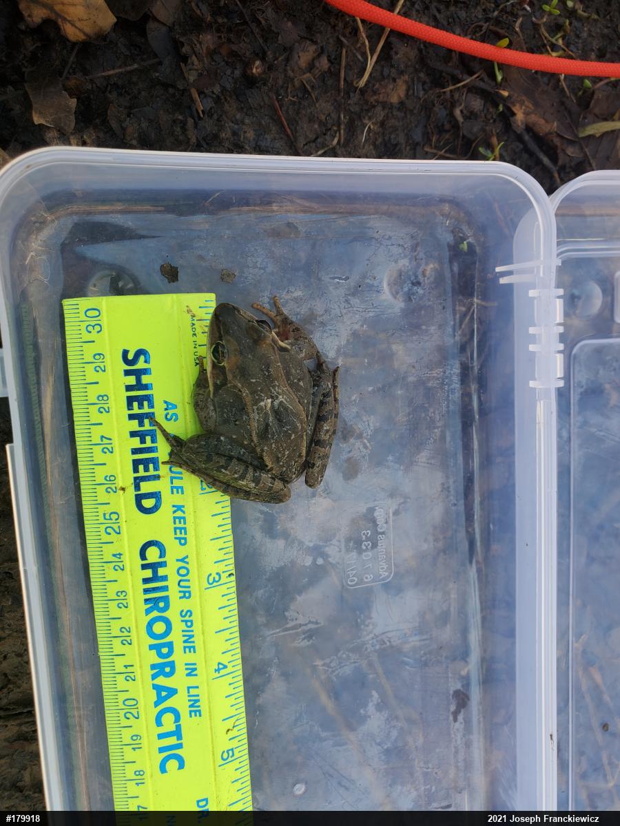 Wood Frog
